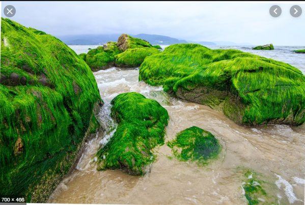 NAM O REEF, A MUST-VISIT DESTINATION WHEN YOU COME TO DA NANG 4 Screenshot 24