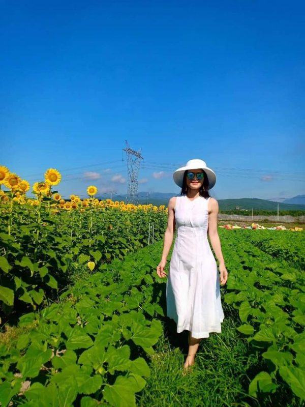 Cánh đồng hoa hướng dương Đà Nẵng bung nở siêu đẹp 4 Vườn hoa hướng dương