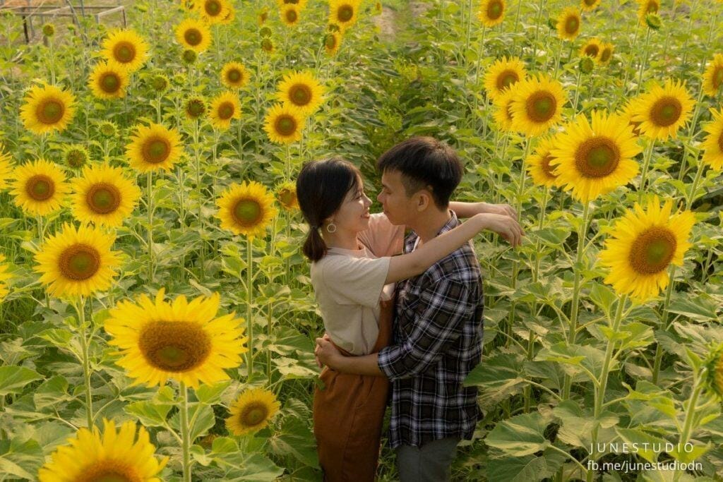 Cánh đồng hoa hướng dương Đà Nẵng bung nở siêu đẹp 5 vườn hoa hướng dương Đà Nẵng