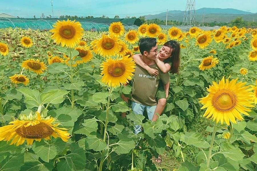 Cánh đồng hoa hướng dương Đà Nẵng bung nở siêu đẹp 3 cánh đồng hoa hướng dương Đà Nẵng