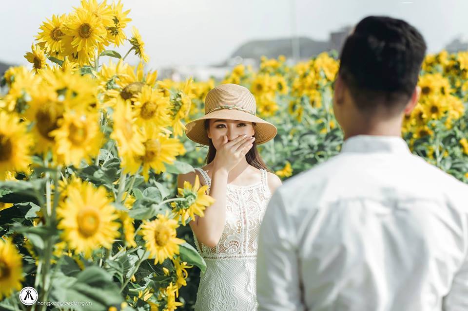 Cánh đồng hoa hướng dương Đà Nẵng bung nở siêu đẹp 2 đồng hoa hướng dương Đà Nẵng