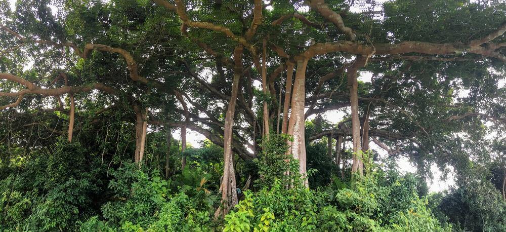 cây đa ngàn năm ở đà nẵng