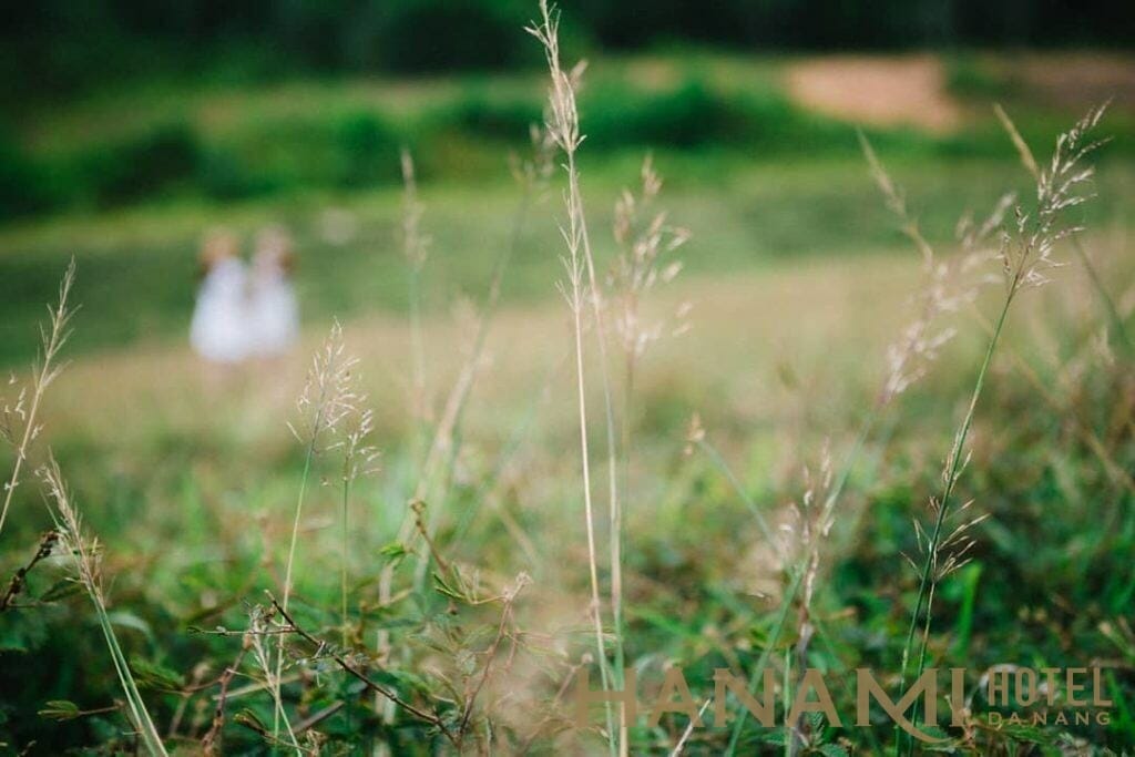 hoa cỏ ở hồ hòa trung