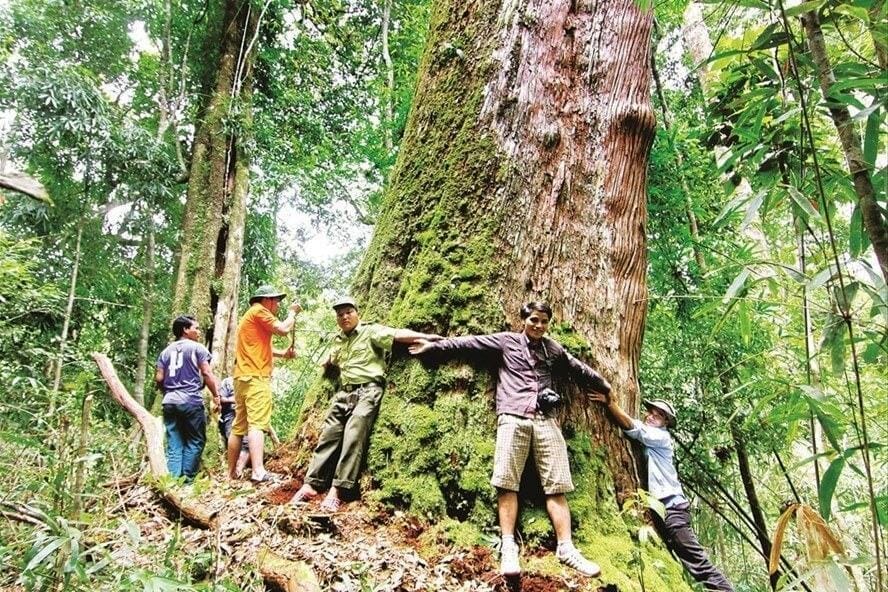 rừng nguyên sinh Pơ Mu Tây Giang quảng nam