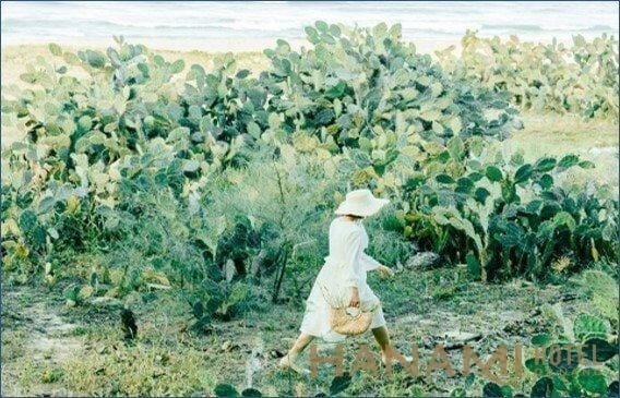 Cánh đồng seoul Đà Nẵng