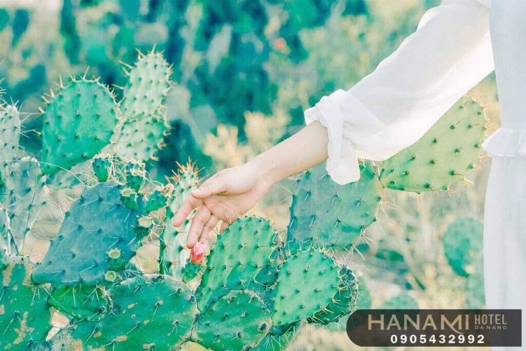 Cánh đồng xương Rồng Đà Nẵng Quảng Nam