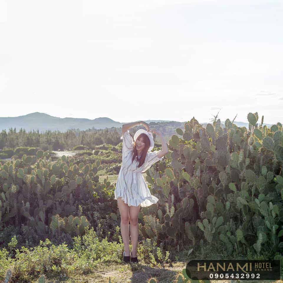 Cánh đồng xương Rồng Đà Nẵng Quảng Nam