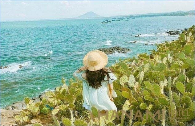 Cánh đồng xương rồng Đà Nẵng