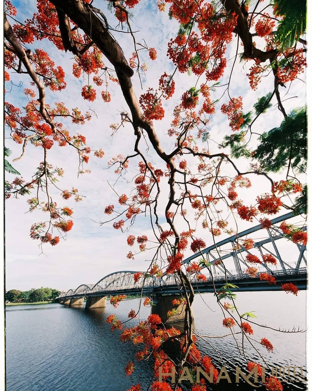 cầu Trường tiền Huế mùa hoa phượng nở