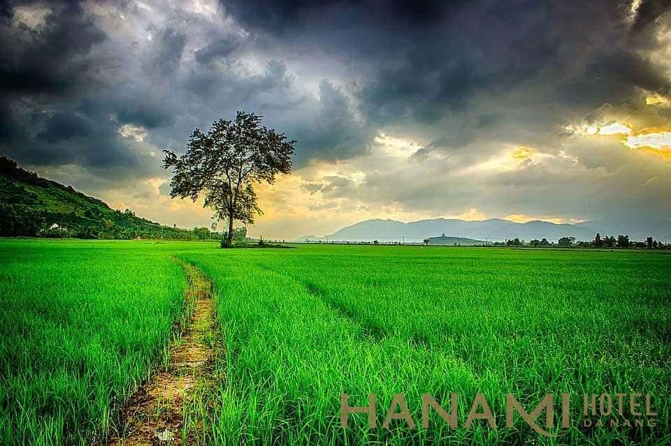 cánh đồng xanh giữa miền quê Đà NẴng