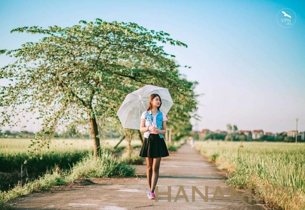 cây cô đơn giữa cánh đồng xanh quảng nam