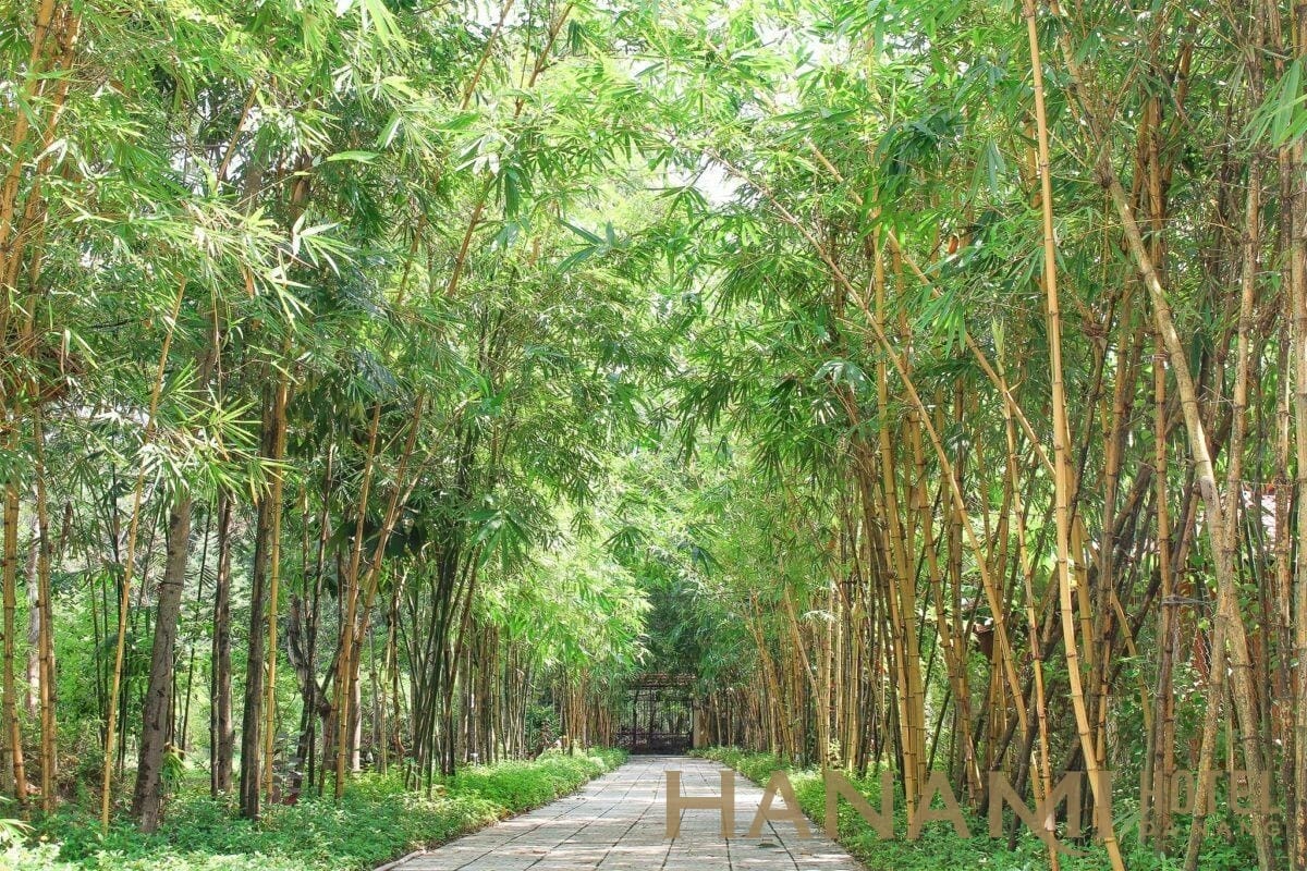 Rừng tre dẫn đường du khách vào khu du lịch sinh thái rừng Hà Gia