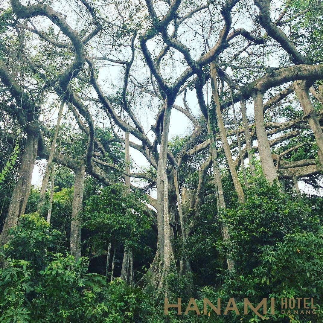 cây đa ngàn năm ở trên núi Sơn Trà Đà Nẵng