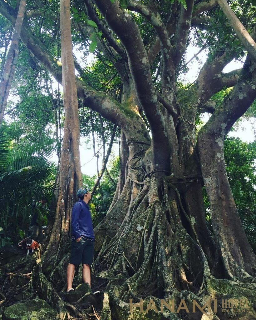 gốc cây đa ngàn năm