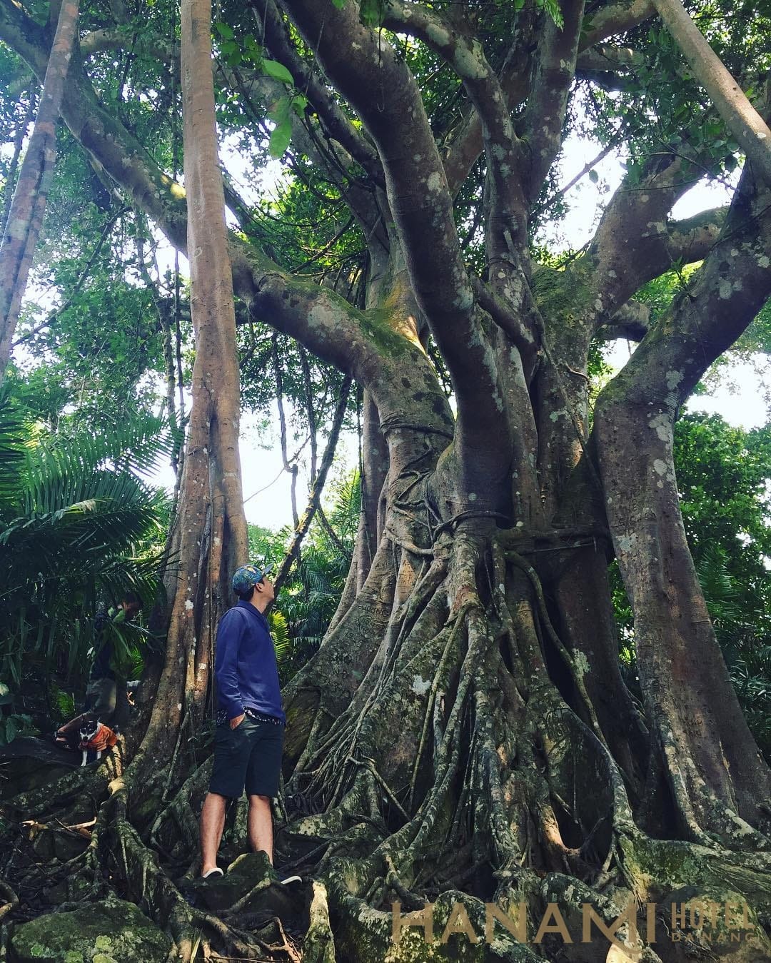 gốc cây đa ngàn năm