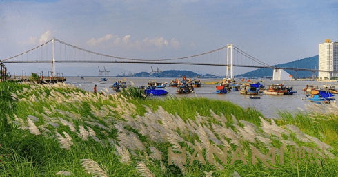 Tổng hợp địa điểm các cánh đồng cỏ lau Đà Nẵng đẹp lụi tim 2 Cỏ lau có ý nghĩa gì?