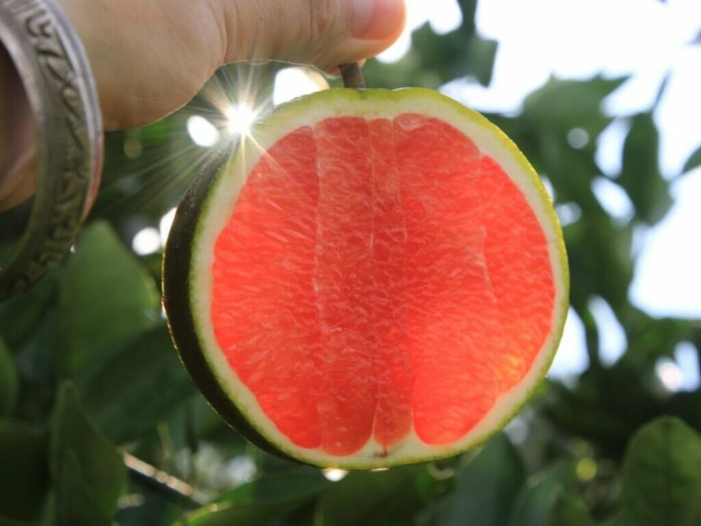 Trái cây Đà Nẵng - Top 10 cửa hàng hoa quả tươi và sạch nhất 10 Cửa hàng chuyên cung cấp trái cây sỉ cho các nhà hàng