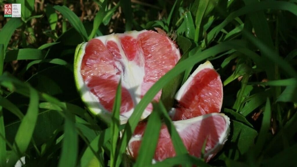 Trái cây Đà Nẵng - Top 10 cửa hàng hoa quả tươi và sạch nhất 8 Hoa quả tại K58/5A Dũng Sĩ, Thanh Khê