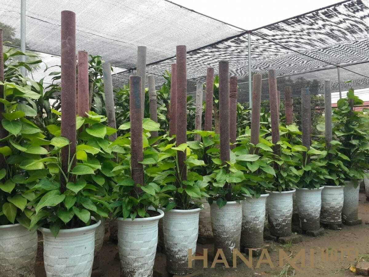 Top 8 Địa Chỉ Bán Cây Cảnh Đà Nẵng Đáng Để Ghé Mua