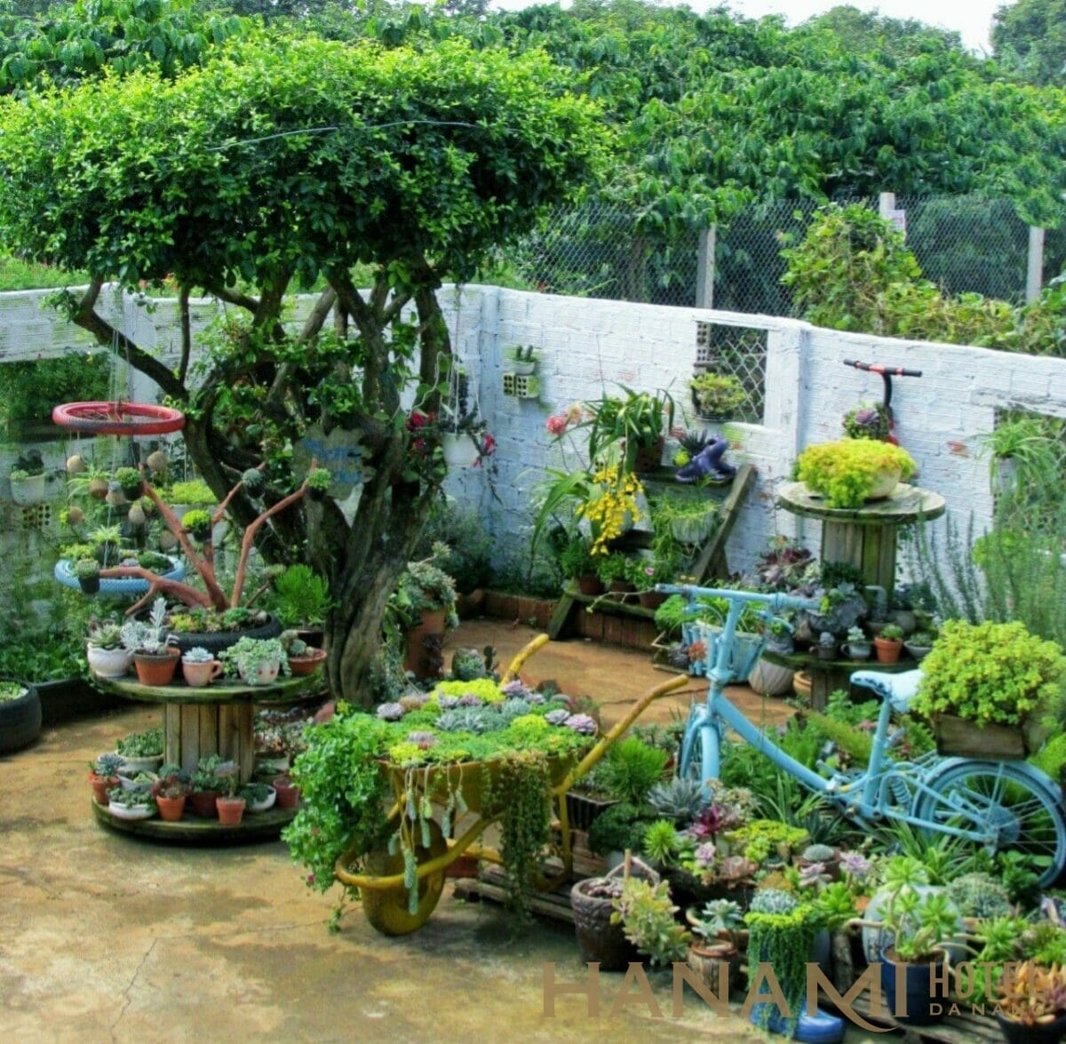 Cây cảnh Đà Nẵng