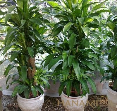  Phúc Lộc Viên - Công Ty Cổ Phần Phúc Lộc Viên |