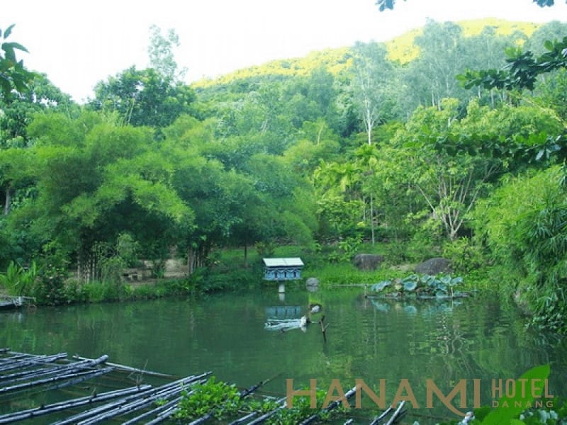 Sơn Trà Tịnh Viên – Nơi bảo tồn tre trúc quý hiếm tại Đà nẵng -  CheckinDanang.com