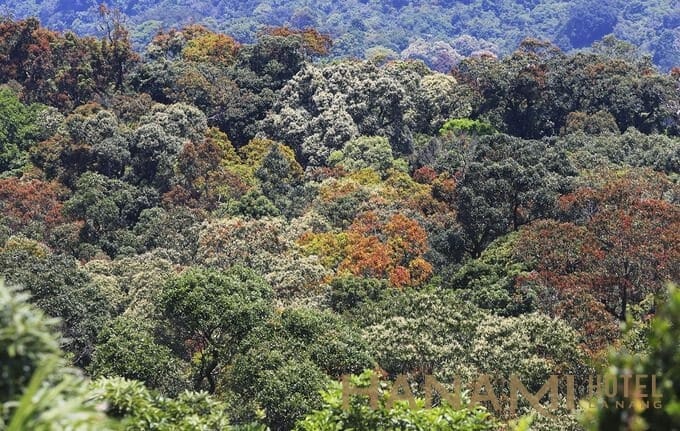 Sơn Trà - bán đảo độc nhất vô nhị Việt Nam đang vào mùa "thay áo", với hàng nghìn loài cây trổ lộc non đủ màu xanh, vàng, đỏ cả một góc rừng.