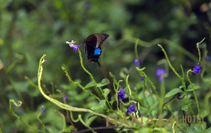 ban dao son tra mua thay ao ivivu 10