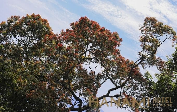 Lộc non của một cây cổ thu nhìn từ xa như những bông hoa màu đỏ. Bán đảo Sơn Trà (phường Thọ Quang, quận Sơn Trà) nằm cách trung tâm thành phố Đà Nẵng khoảng 10 km về phía đông bắc. Nơi đây có diện tích hơn 4.400 ha, dài 13 km với chu vi khoảng 60 km, độ cao trung bình 350 m, cao nhất là đỉnh Ốc gần 700 m.