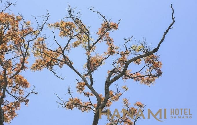 ban dao son tra mua thay ao ivivu 3