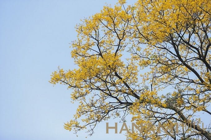 ban dao son tra mua thay ao ivivu 4