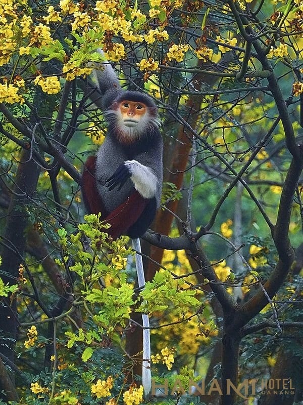 Voọc chà vá chân nâu tìm lộc non làm thức ăn trên cây lim xẹt. Theo Tổ chức Bảo tồn thiên nhiên quốc tế (IUCN), voọc chân nâu đang đối diện với nguy cơ tuyệt chủng cao, đứng thứ hai trong danh lục đỏ của IUCN về các loài bị đe dọa. Ảnh: Lê Phước Chín.