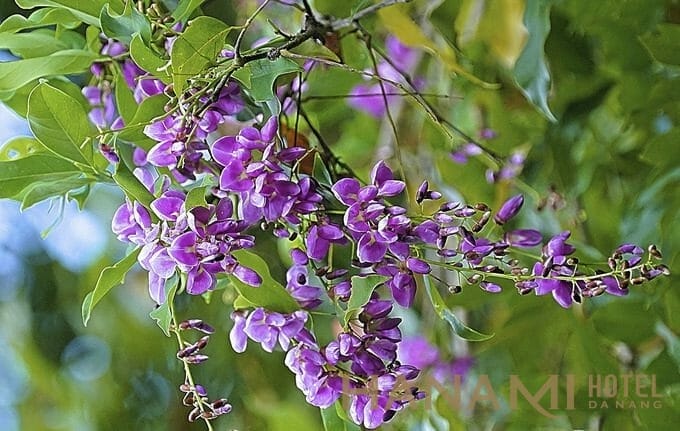 Hoa thàn mát khoe sắc trên Sơn Trà. Vào mùa cây ra hoa, voọc chà vá chân nâu cũng thường lui đến kiếm thức ăn. Ảnh: Lê Phước Chín.