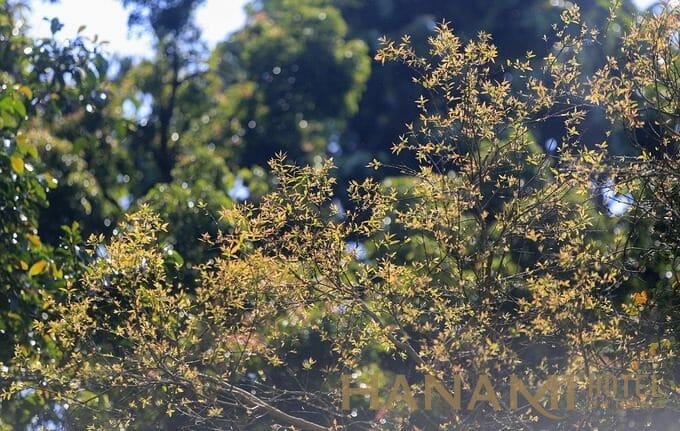 Sau khoảng mươi ngày, những cành lộc non sẽ chuyển thành màu xanh ngắt, trước khi hòa vào màu của rừng già. Cả vùng Đà Nẵng kéo dài đến Hội An (Quảng Nam) chỉ có bán đảo Sơn Trà được coi là nơi đa dạng sinh học. Đây là túi chứa nước ngọt cung cấp cho thành phố và hệ nước ngầm toàn bộ Đà Nẵng.