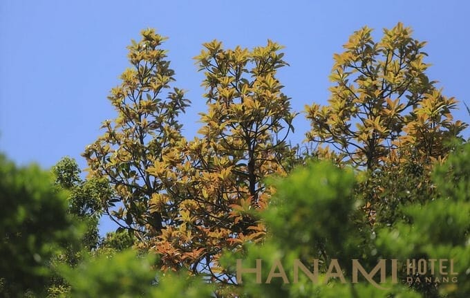 Lộc non rừng Sơn Trà dưới ánh ban mai. Sơn Trà xa xưa là đảo nổi với ba ngọn núi. Dòng nước biển chảy ven bờ đã mang lại phù sa và bồi đắp ba ngọn núi thành doi đất chạy từ đất liền ra đảo, hình thành bán đảo. Bán đảo là hệ sinh thái khép kín với 4 kiểu rừng phân theo độ cao từ trên xuống dưới. Ở trên là rừng mưa ẩm nhiệt đới, lưng chừng là rừng nửa khô hạn rồi đến rừng còi và đới thực vật ven biển.