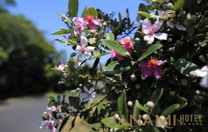 Hoa sim nở ven đường lên bán đảo. Năm 2016, UBND TP Đà Nẵng đã cho thí điểm trồng con đường sim dài 30 m trên khu bảo tồn thiên nhiên Sơn Trà, từ ý tưởng của người dân gửi đến email của Chủ tịch thành phố Huỳnh Đức Thơ.