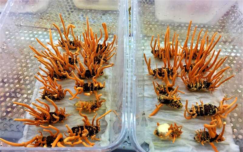 Cách Ăn Đông Trùng Hạ Thảo Hấp Thu Dinh Dưỡng Tối Đa Nhất