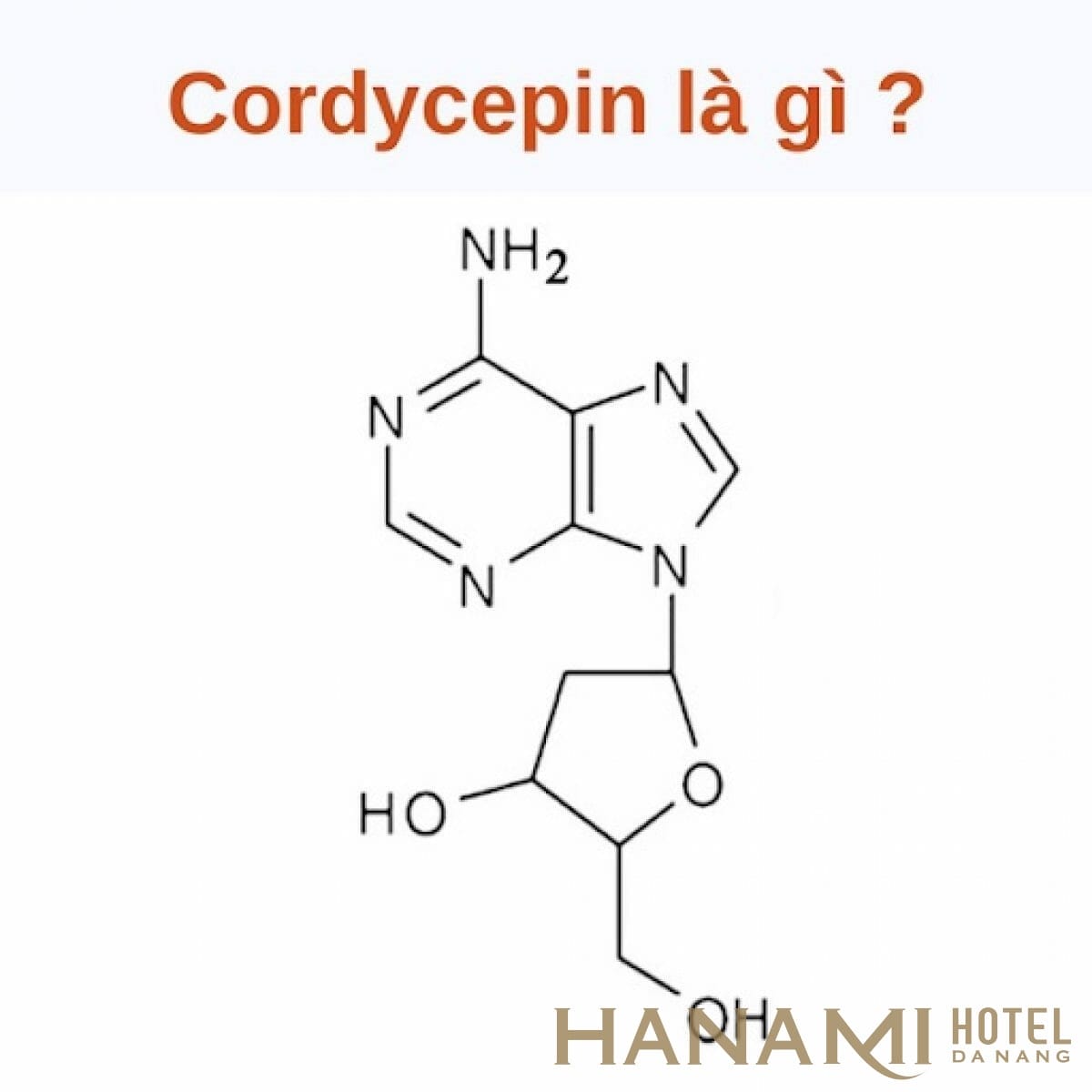 Dược chất Cordycepin có tác dụng gì và công dụng cụ thể