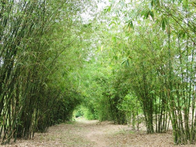 Đắm mình" trong thiên nhiên ở Sơn Trà Tịnh Viên thành phố Đà Nẵng