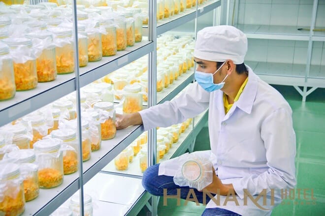 Tất tần tật về cách dùng đông trùng hạ thảo đầy đủ nhất 3 Đông trùng hạ thảo Wiki và các thông tin bạn cần biết