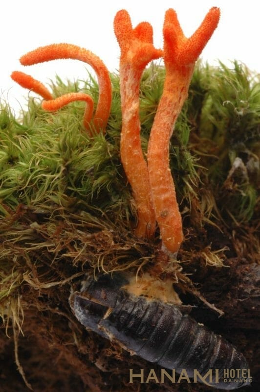 Tất tần tật về cách dùng đông trùng hạ thảo đầy đủ nhất 2 Đông Trùng Hạ Thảo | Món Quà Tặng Tuyệt Vời Từ Thiên Nhiên