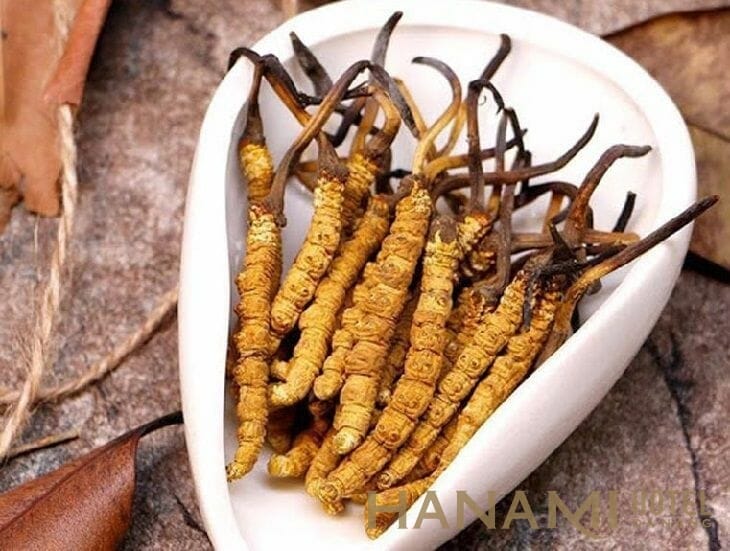 Đông Trùng Hạ Thảo - Chất Lượng Số 1