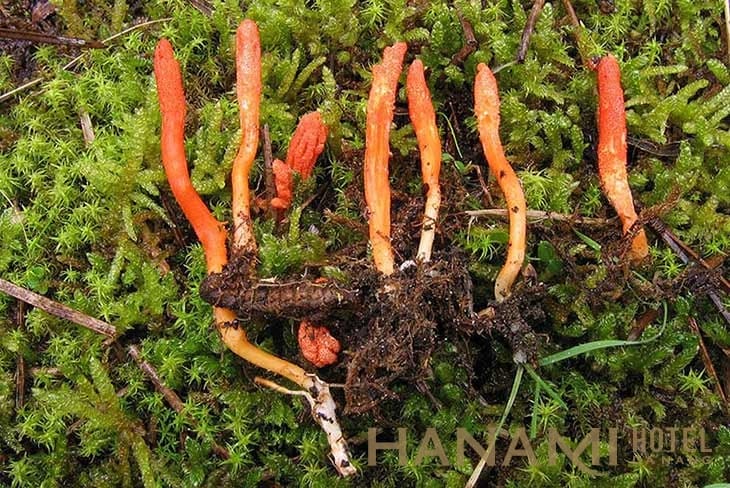 Đông trùng hạ thảo - mua ở đâu uy tín, chất lượng