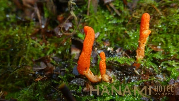 Hướng dẫn phân biệt đông trùng hạ thảo tươi và khô 1 Đông trùng hạ thảo Việt Nam: Tự nuôi trồng để phòng trừ bệnh tật