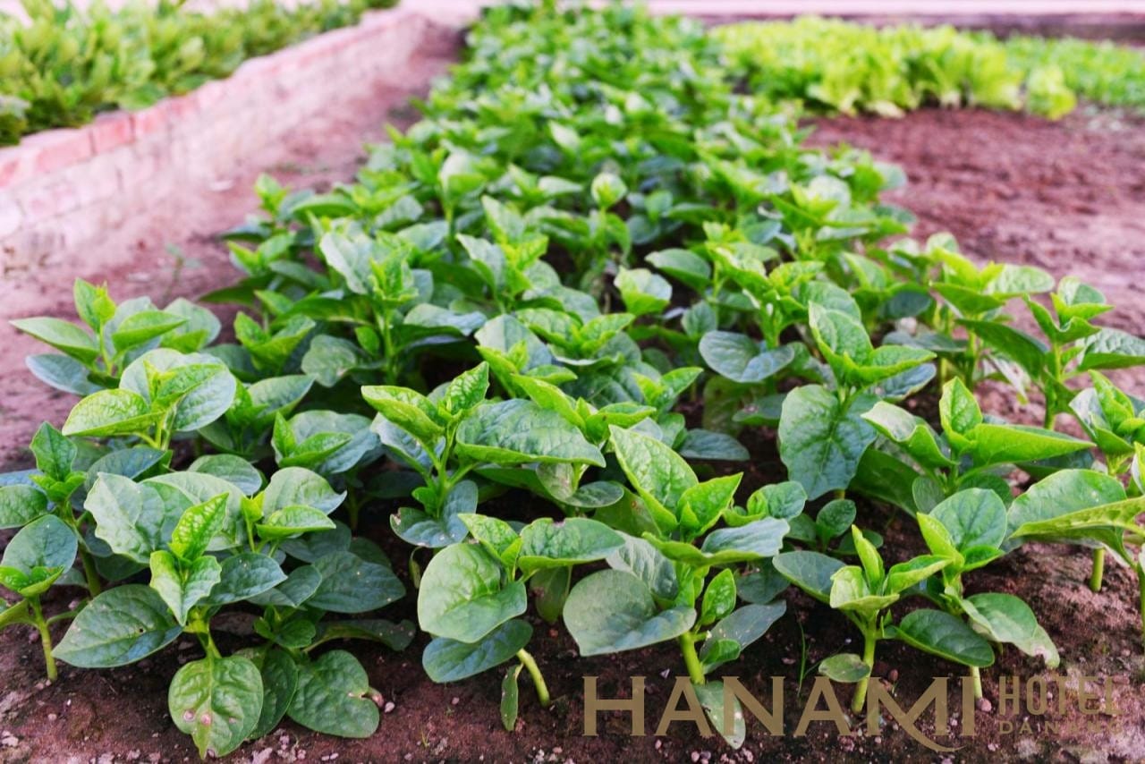 Làng Rau Trà Quế Hội An