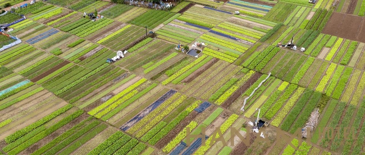 Làng Rau Trà Quế Hội An