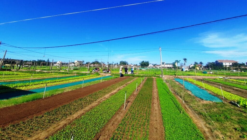 Làng Rau Trà Quế Hội An