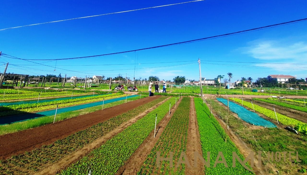 Làng Rau Trà Quế Hội An
