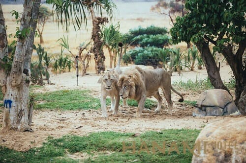 Safari tại VinWonder Hội An