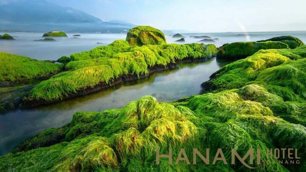 Bãi rêu Rạn Nam Ô - Bức tranh sống ảo thu hút du khách hiện nay 4 Bãi rêu Nam Ô